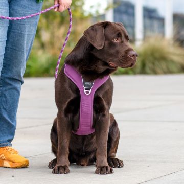 Dog Copenhagen Comfort Walk Pro™ Harness violetti