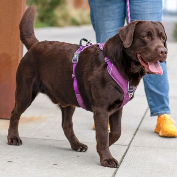 Dog Copenhagen Comfort Walk Pro™ Harness violetti